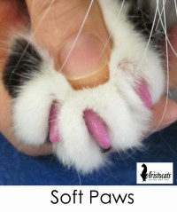 soft paws gallery 3